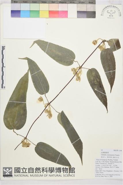 雲南鐵線蓮藏品圖，第1張