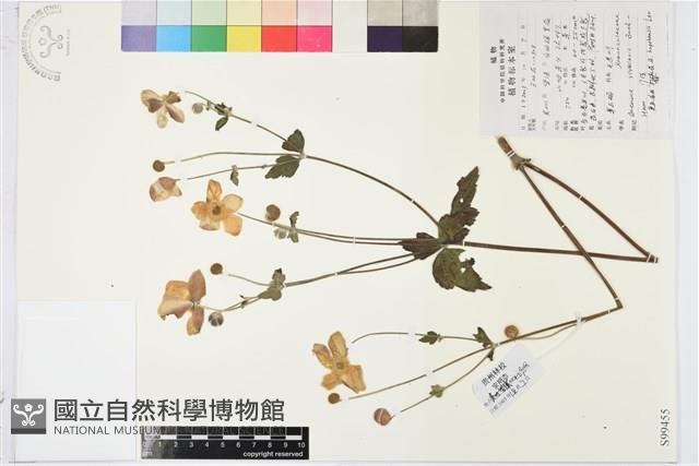 草玉梅藏品圖，第1張