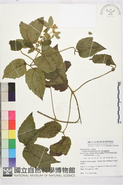 銹毛鐵線蓮藏品圖，第1張