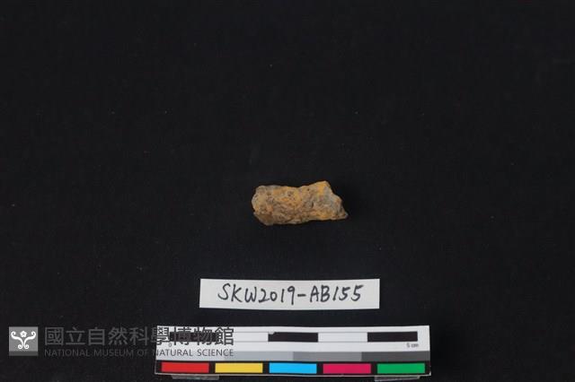 獸骨藏品圖，第1張