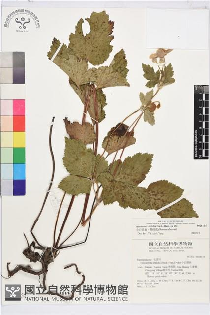 小白頭翁、野棉花藏品圖，第1張