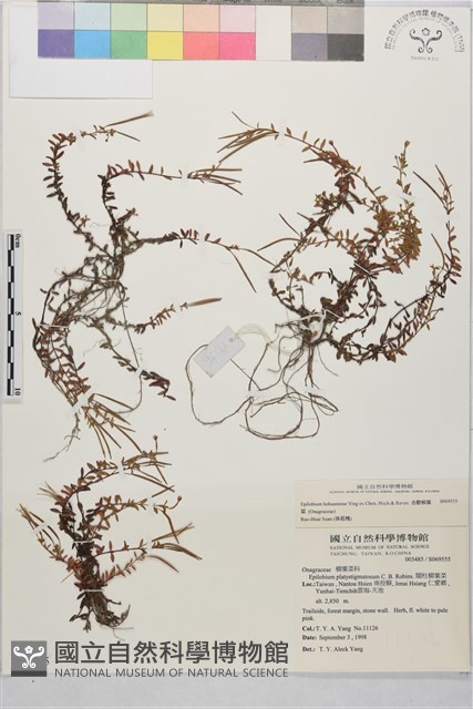 合歡柳葉菜藏品圖，第4張