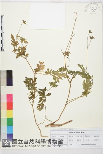 還亮草藏品圖，第1張