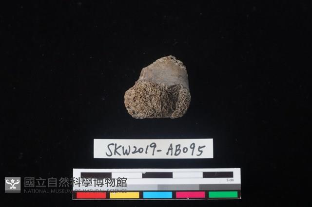 獸骨藏品圖，第1張