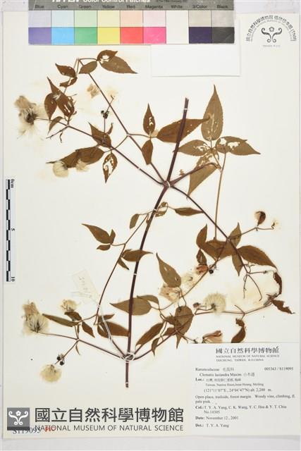 小木通藏品圖，第1張