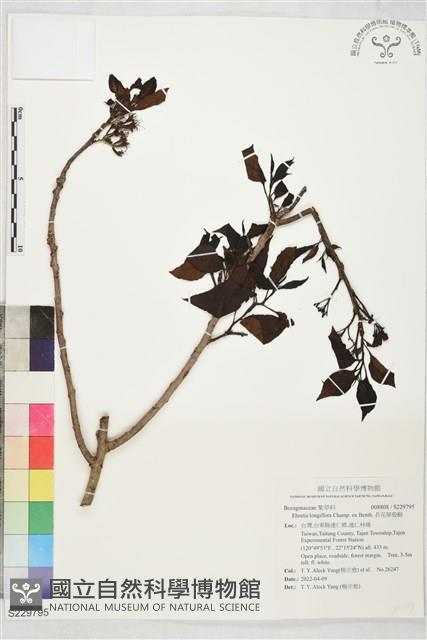 長花厚殼樹藏品圖，第1張