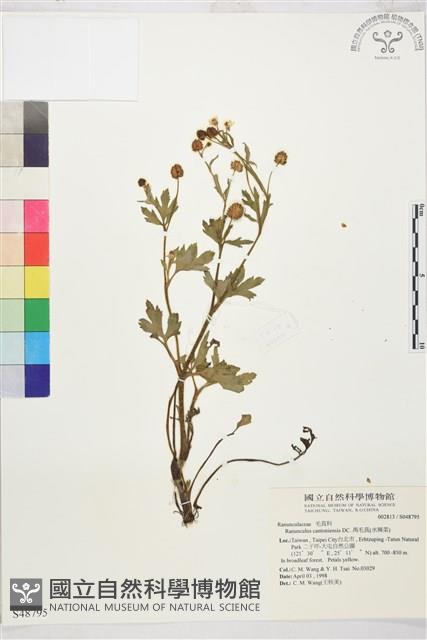 水辣菜、禺毛茛藏品圖，第1張