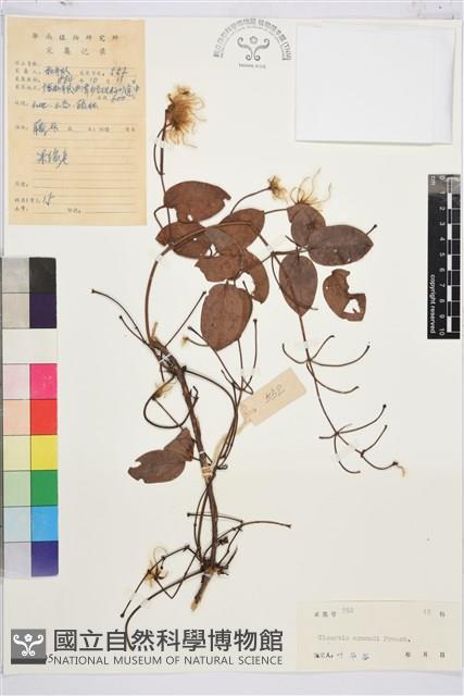 小木通藏品圖，第1張