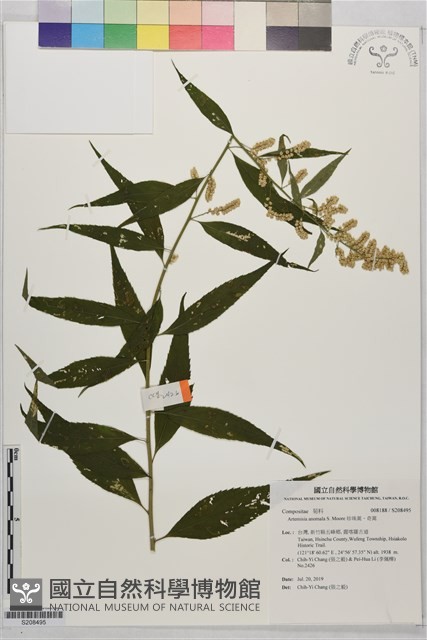 珍珠蒿、奇蒿藏品圖，第1張