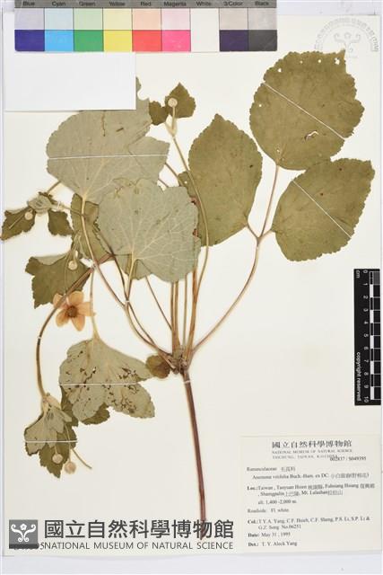 小白頭翁、野棉花藏品圖，第1張