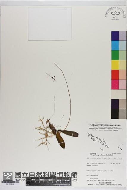 登錄號:S199995藏品圖，第1張