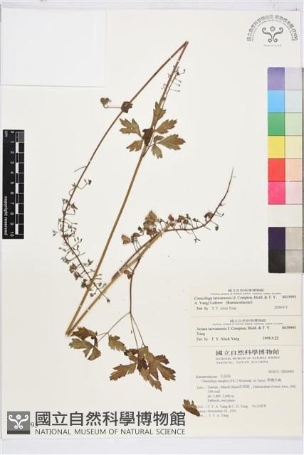 台灣升麻藏品圖，第2張