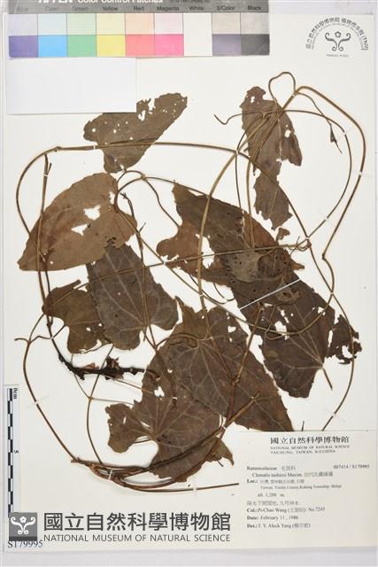 田代氏鐵線蓮藏品圖，第1張