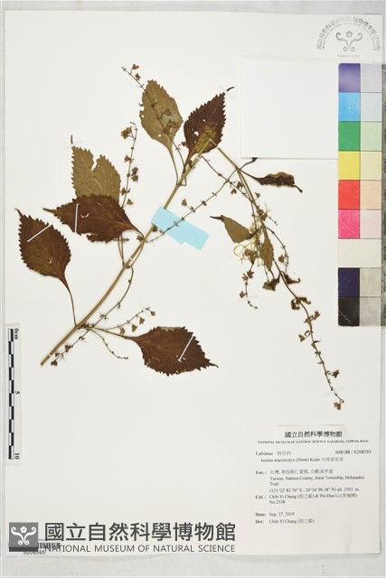 大萼香茶菜藏品圖，第1張