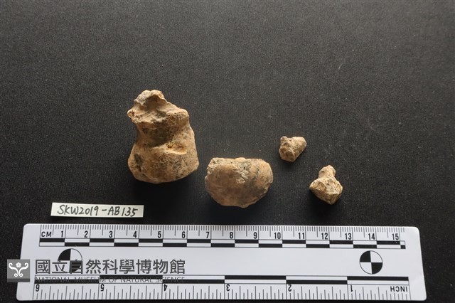 獸骨藏品圖，第1張