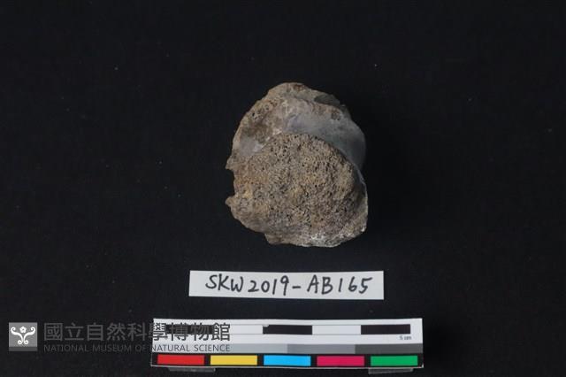 獸骨藏品圖，第1張