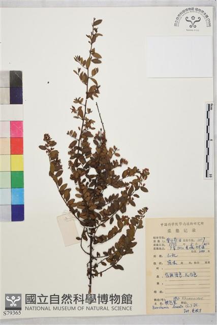 小葉黃鱔藤藏品圖，第2張