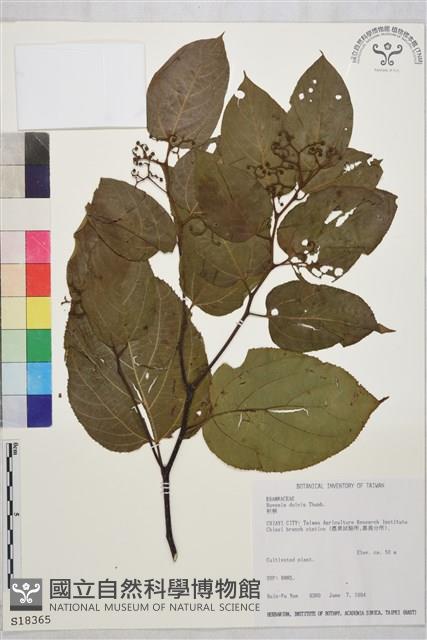 枳椇藏品圖，第1張