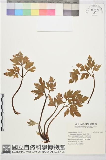 毛茛藏品圖，第1張