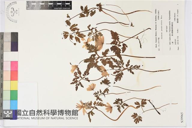 登錄號:S039965藏品圖，第1張