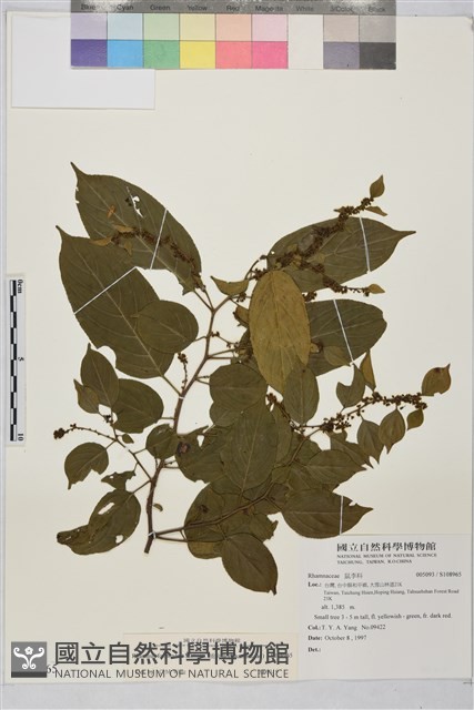 桶鉤藤藏品圖，第1張