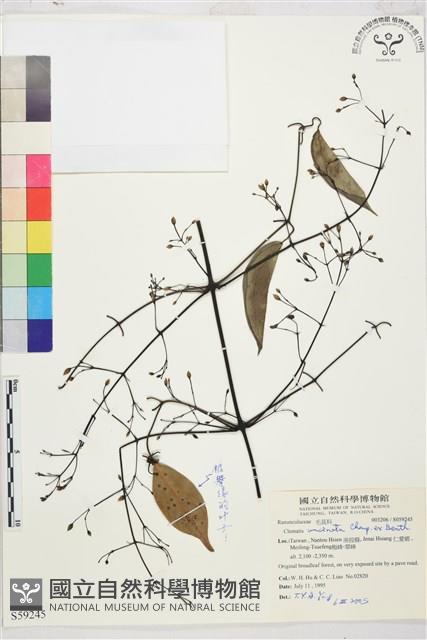 柱果鐵線蓮藏品圖，第2張