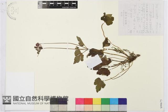 打破碗花花藏品圖，第1張