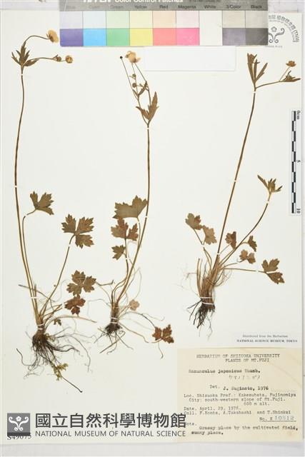 毛茛藏品圖，第1張