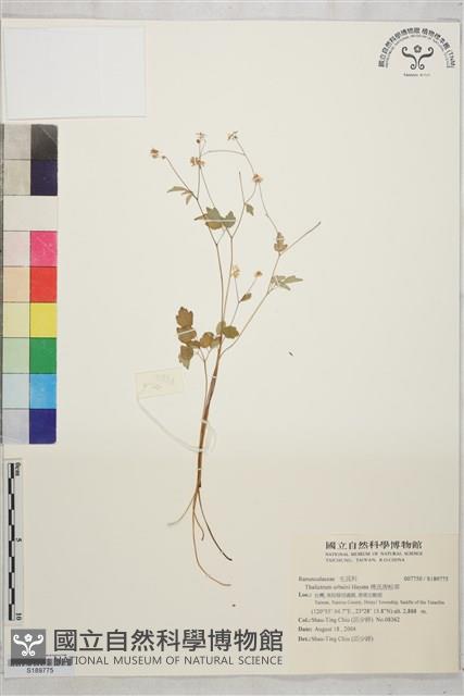 傅氏唐松草藏品圖，第1張