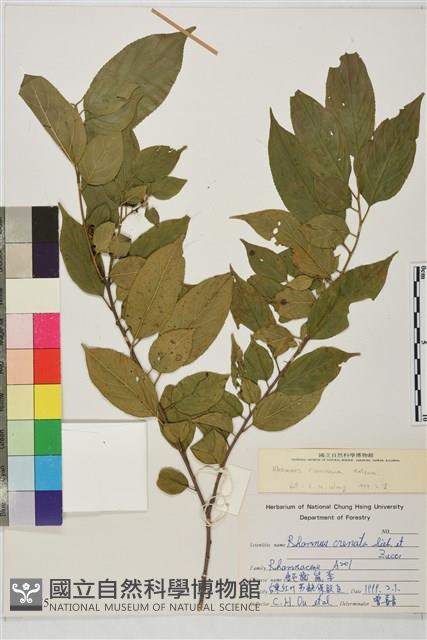 桶鉤藤藏品圖，第1張