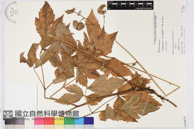 登錄號:S058475藏品圖，第1張