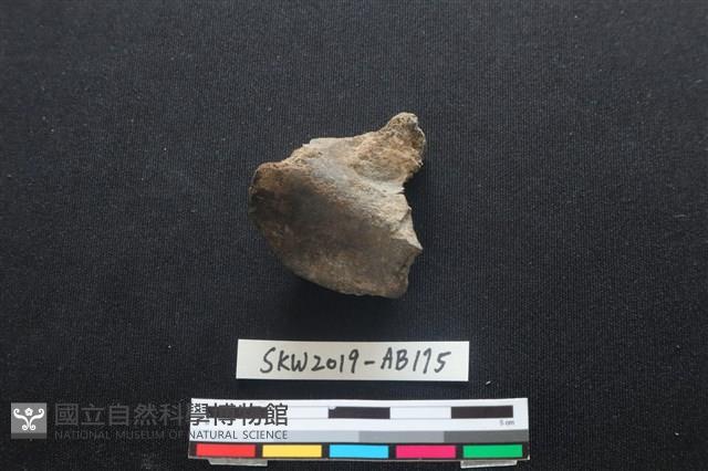 獸骨藏品圖，第1張