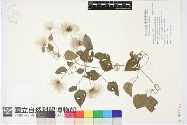 屏東鐵線蓮藏品圖，第1張