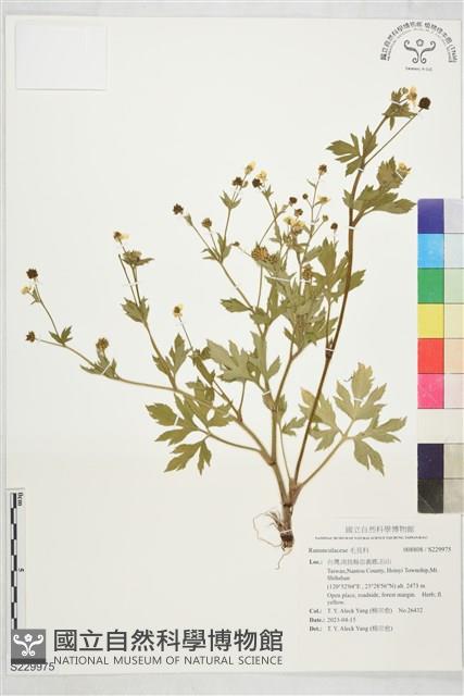 登錄號:S229975藏品圖，第1張