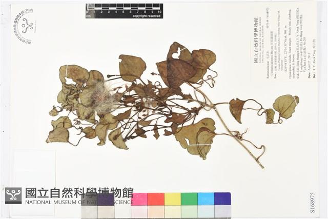 屏東鐵線蓮藏品圖，第1張