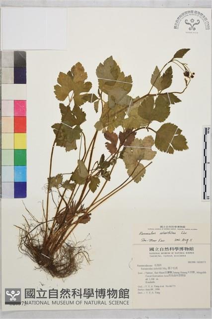 鉤柱毛茛藏品圖，第1張