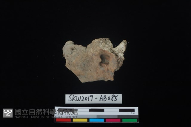 獸骨藏品圖，第1張