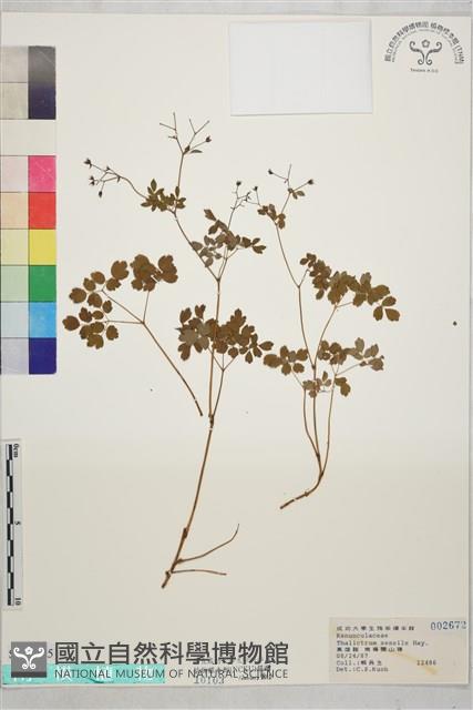 玉山唐松草藏品圖，第1張