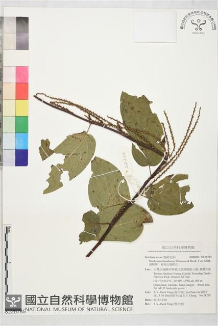 通條樹，喜馬山旌節花藏品圖，第1張