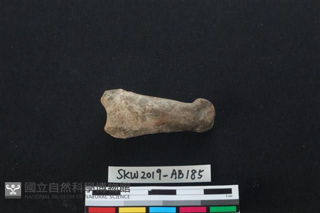 獸骨藏品圖，第1張