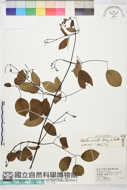 柱果鐵線蓮藏品圖，第1張