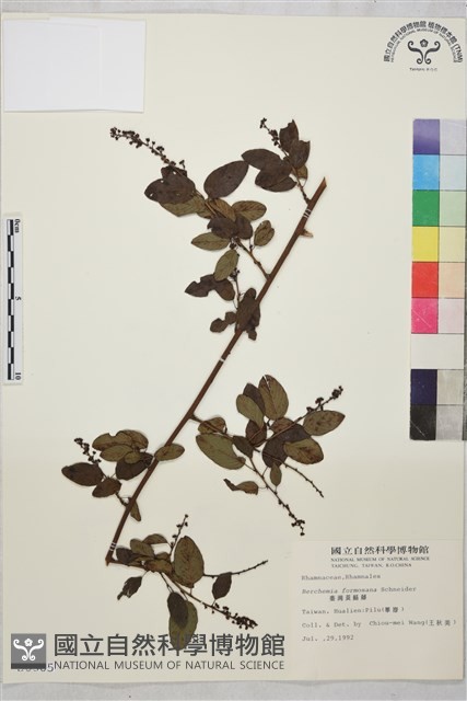 臺灣黃鱔藤藏品圖，第4張
