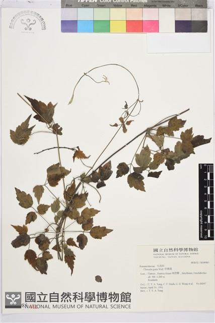 串鼻龍藏品圖，第2張