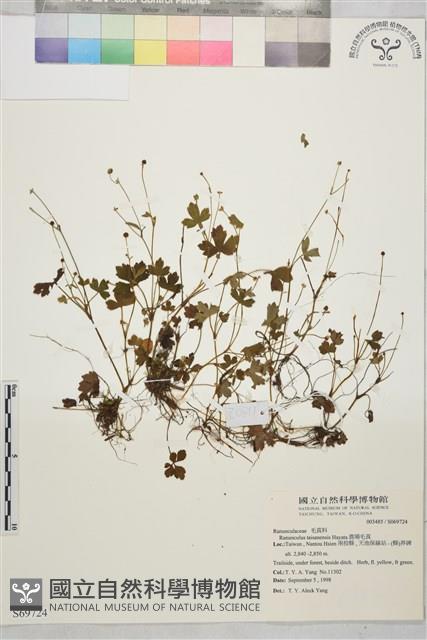 鹿場毛茛藏品圖，第1張