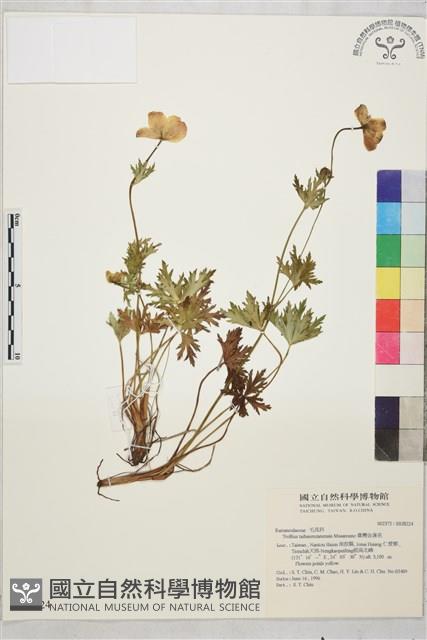 臺灣金蓮花藏品圖，第1張