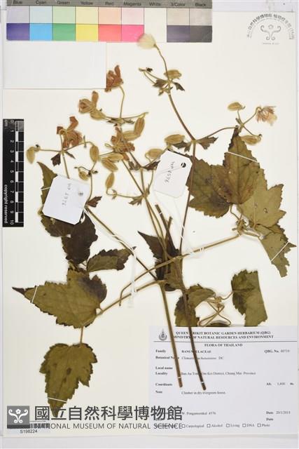 毛木通藏品圖，第1張