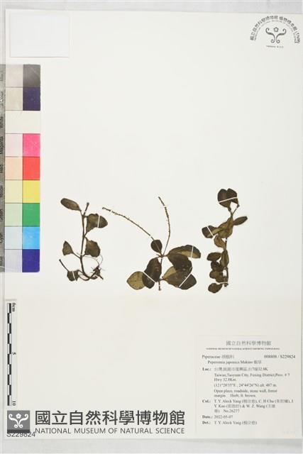 椒草藏品圖，第1張