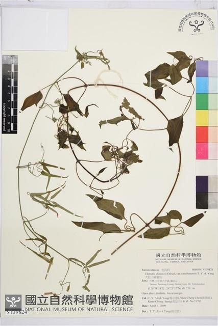 大肚山威靈仙藏品圖，第2張