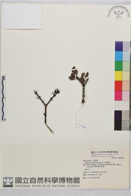 小葉鼠李藏品圖，第1張