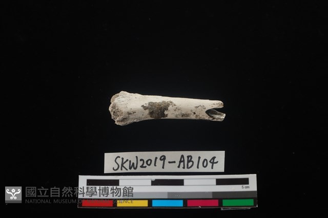 獸骨藏品圖，第1張